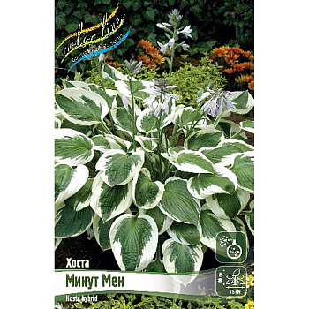 Хоста Минут Мен 1 n 25 шт Биг-пак 5997
