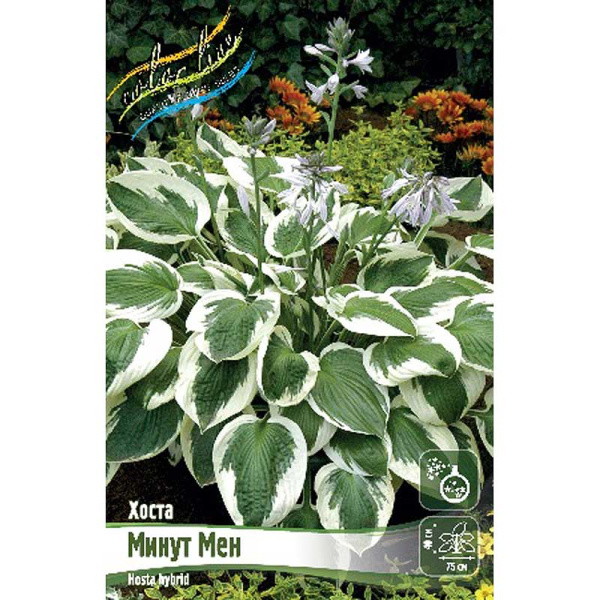 Хоста Минут Мен 1 n 25 шт Биг-пак 5997