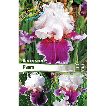 Ирис Германский Ринго I 1 шт 