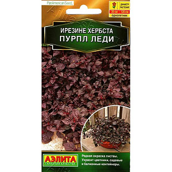 Ирезине Пурпл леди Аэлита Ц 