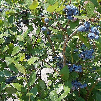 Голубика Блюкроп Р9 ,шт Садовита