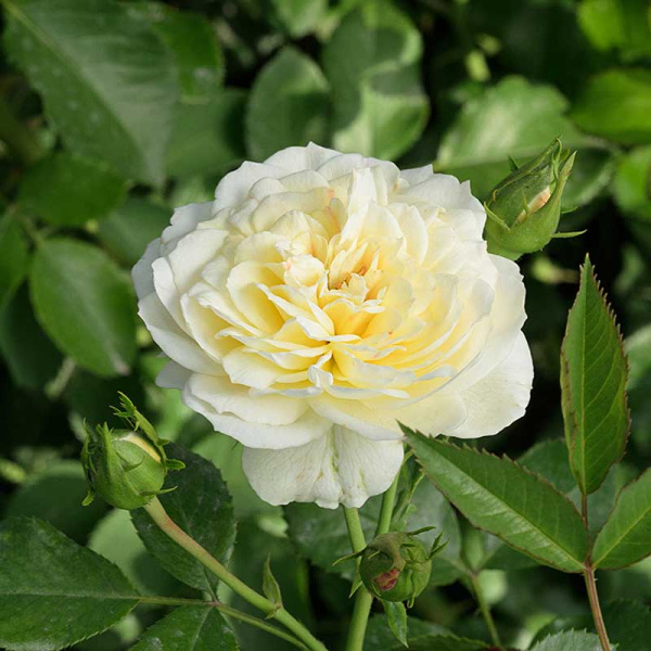 Роза Чайно-гибридная Голден Мейландина Садовита