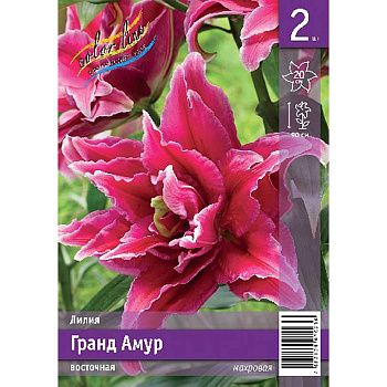 Лилия Гранд Амур 12/14 2 Эконом шт