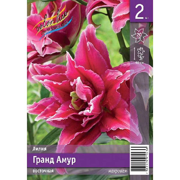 Лилия Гранд Амур 12/14 2 Эконом шт