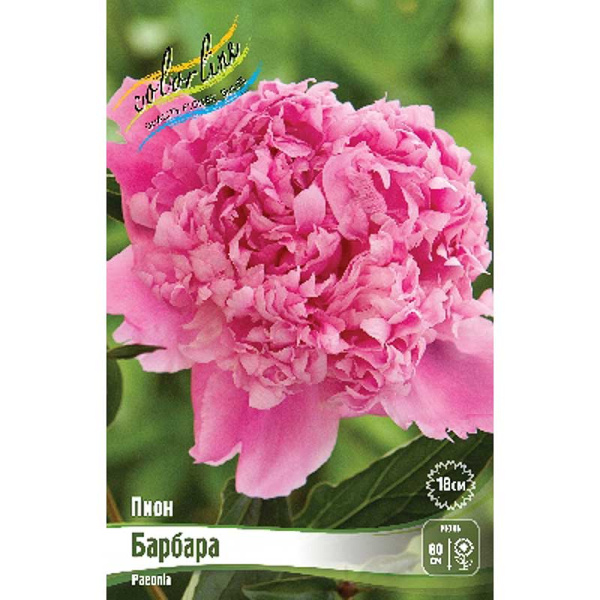 Пион Барбара 2/3 n 25 шт Биг-пак 9800