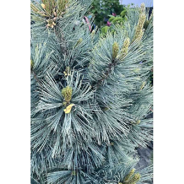 10377 Сосна Гибкая Цессарини Блю 30-40см  с комом ,шт