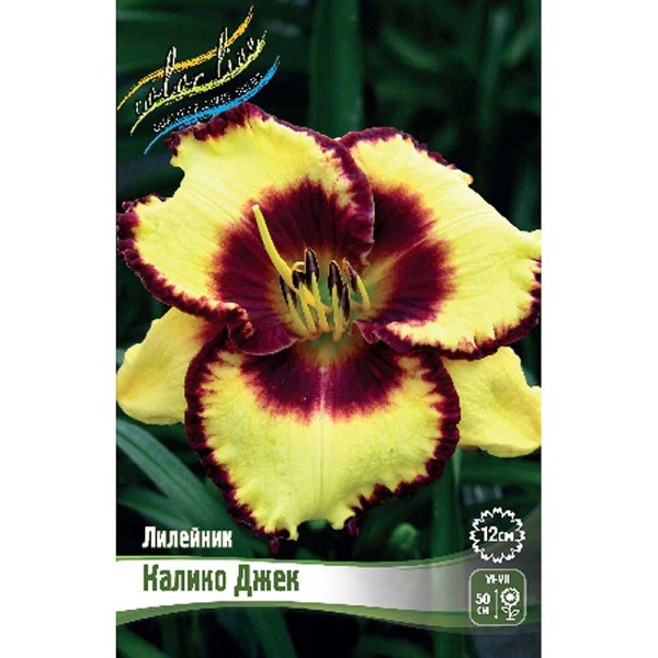 Лилейник Калико Джек I 25 шт Биг-пак 3734 