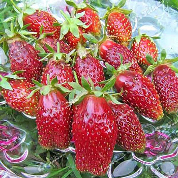 Земляника садовая Купчиха улучшенная (цена за 40 шт) ОСП