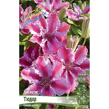 Клематис Тюдор I 25 шт Биг-пак 3083