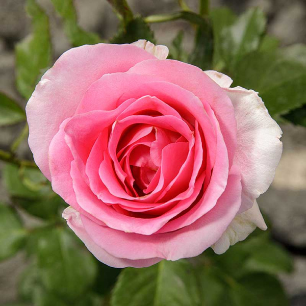 Роза чайно-гибридная Аква Садовита