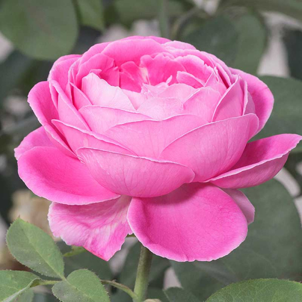 Роза плетистая Луис Одиер Садовита