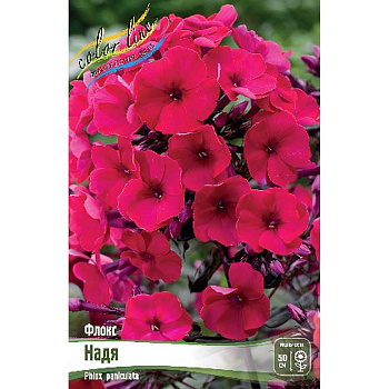 Флокс Надя I 25 шт Биг-Пак 3689