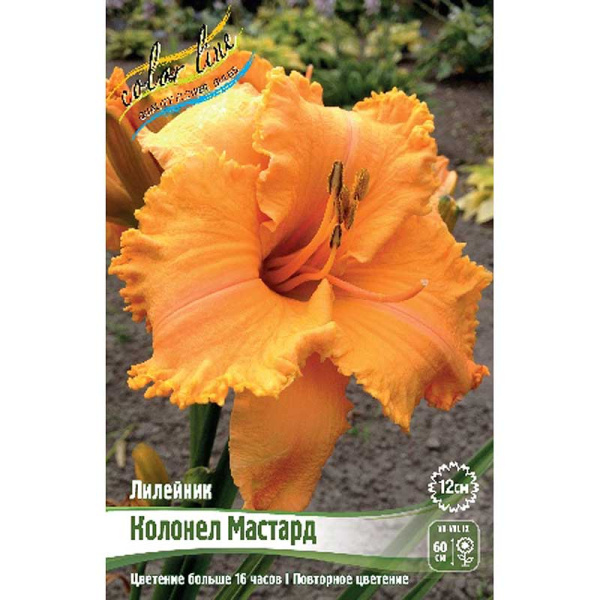 Лилейник Колонел Мастард I 25 шт Биг-пак 3750