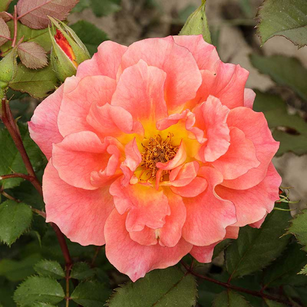 Роза флорибунда Изи Даз Ит Садовита