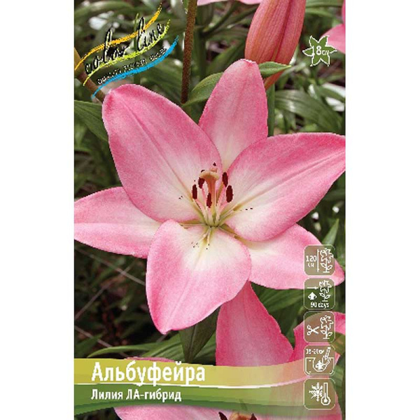 Лилия Альбуфейра 12/14 7 шт