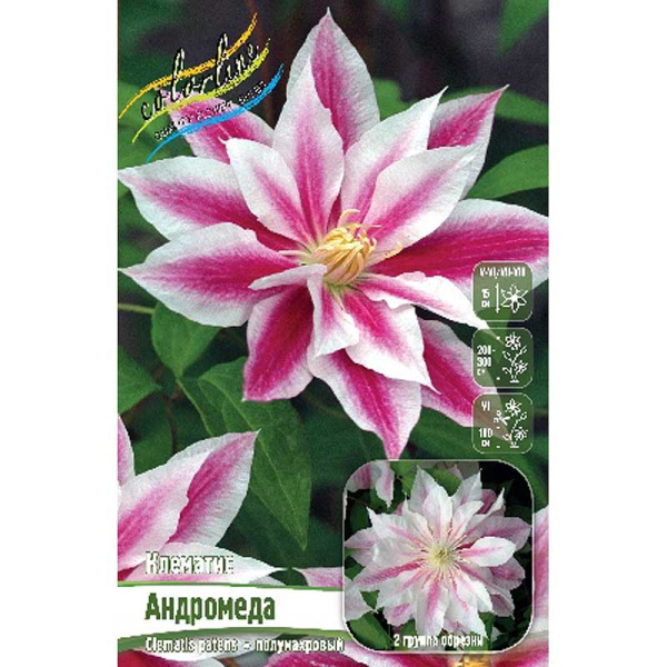 Клематис Андромеда I 2 шт 