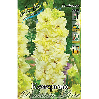 Гладиолус Кемерово 12/14 7 шт