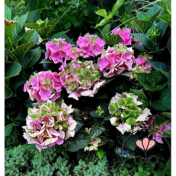 5702 Гортензия Крупнолистовая Рембрандт Антико Фреско P12 ,шт