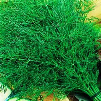 Укроп Лесногородский Марс Ц