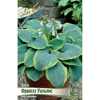 Хоста Франсез Уильямс 1 n 2 шт