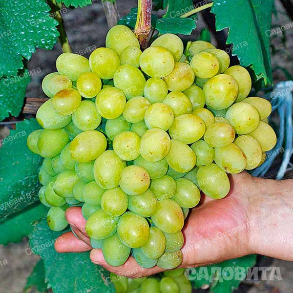 Виноград Галахад очень ранний Садовита
