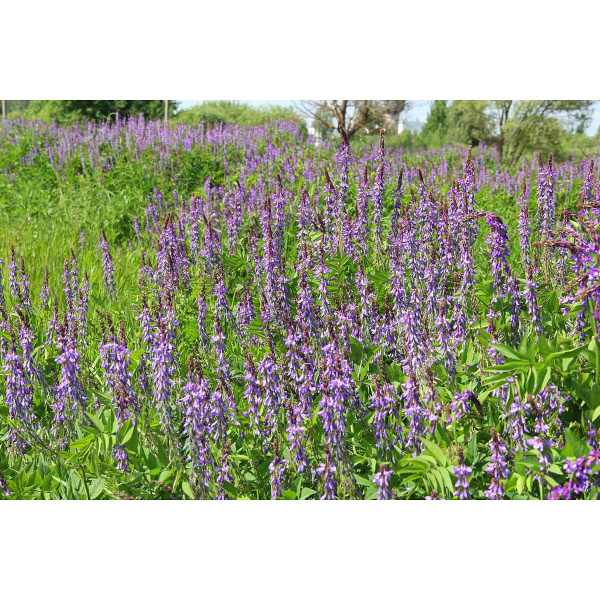 Козлятник 0,5кг СВТ (30)