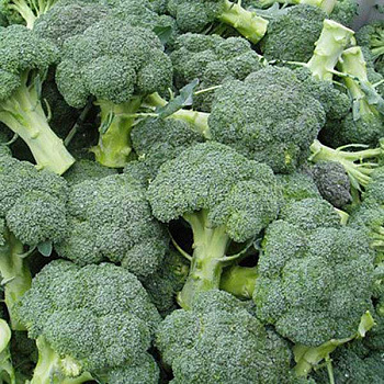 Капуста брокколи Батори