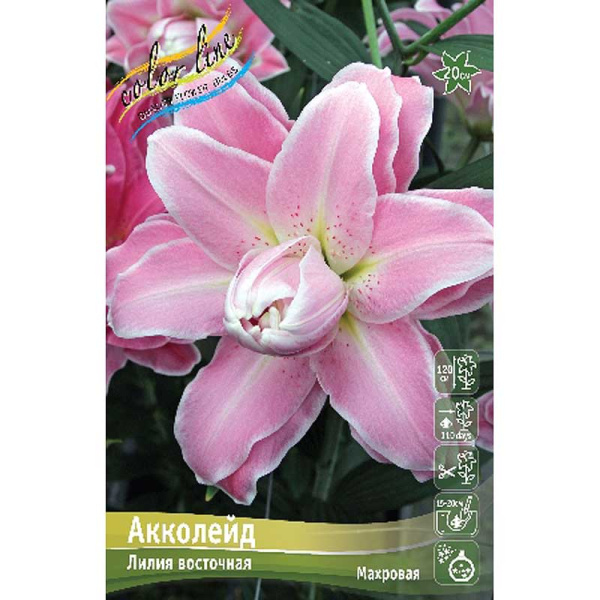 Лилия Акколейд 16/18 25 шт Биг-Пак 13769 