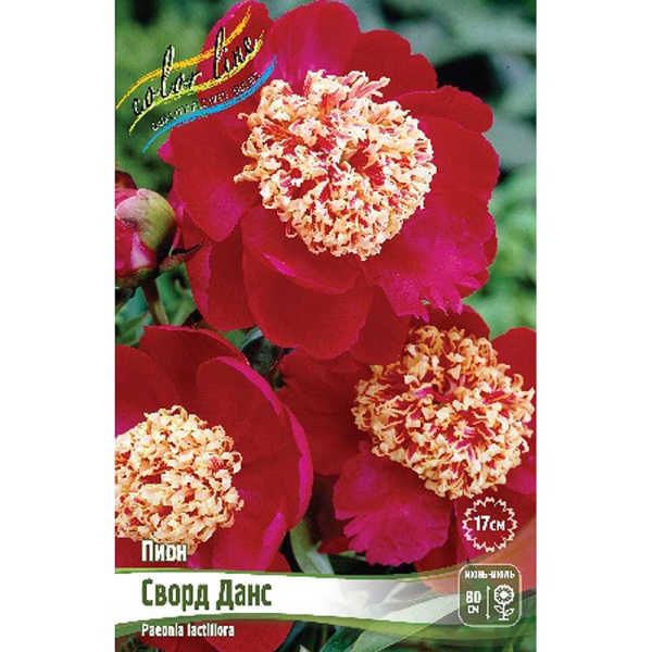 Пион Сворд Данс 2/3 n 25 шт Биг-пак 8031