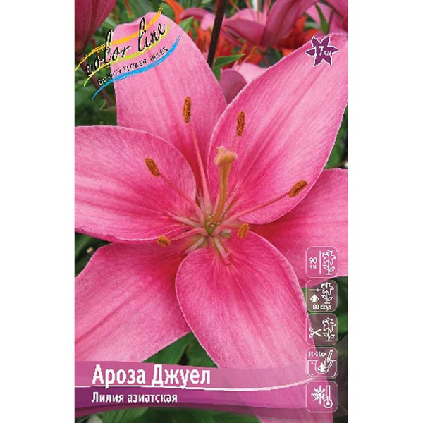 Лилия Ароза Джуел 12/14 25 шт Биг-пак 2213 