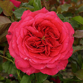 Роза чайно-гибридная Максим Садовита