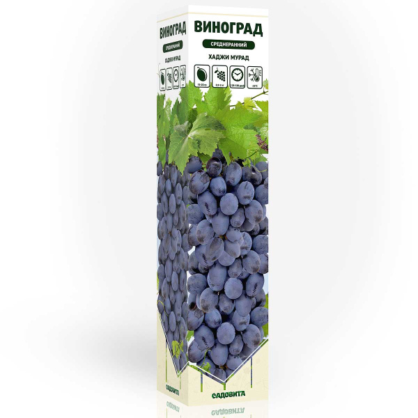 Виноград Хаджи Мурат среднеранний Садовита