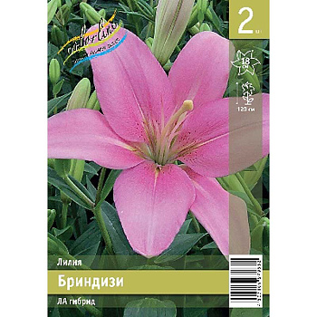 Лилия Бриндизи 13/14 2 Эконом шт 