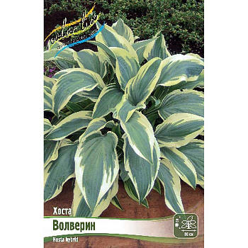 Хоста Волверин 1 n 25 шт Биг-пак 7955