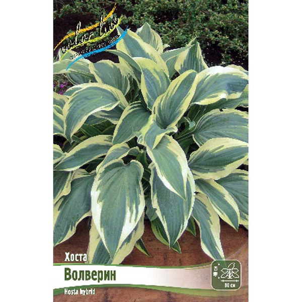 Хоста Волверин 1 n 25 шт Биг-пак 7955