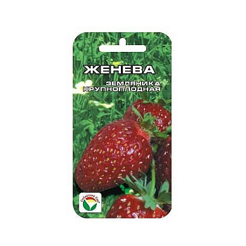 Клубника Женева СибСад Ц