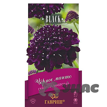 Скабиоза Черное манто пурпурная Гавриш Ц 