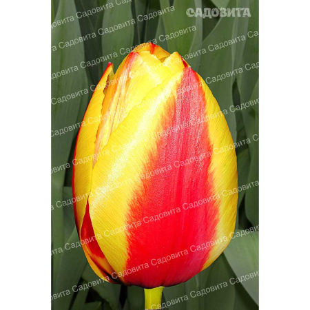 Тюльпан Стреза 11/12 10 шт Садовита