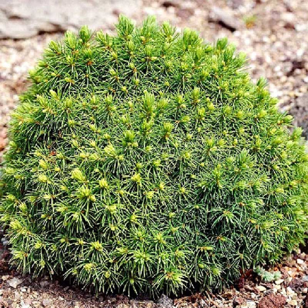 Ель Канадская Альберта Глоуб C1.5 шт