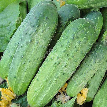 Огурец Альянс (Нидерланды) Каприс