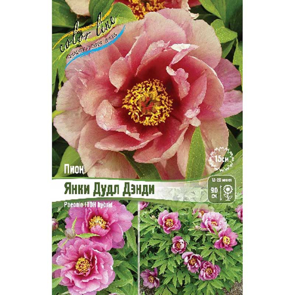 Пион Ито Янки Дудл Дэнди 2/3 n 1 шт