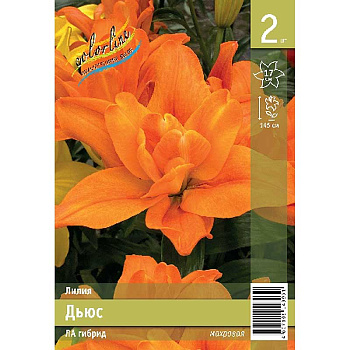 Лилия Дьюс 10/12 2 Эконом шт 