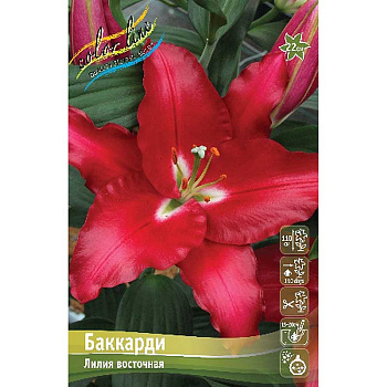 Лилия Баккарди 12/14 25 шт Биг-пак 10337 