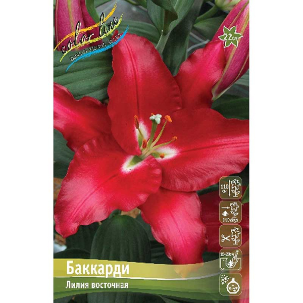 Лилия Баккарди 12/14 25 шт Биг-пак 10337 