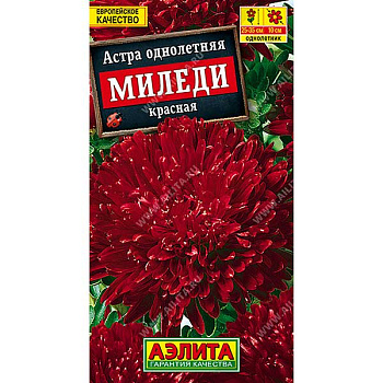Астра Миледи красная Аэлита Ц 