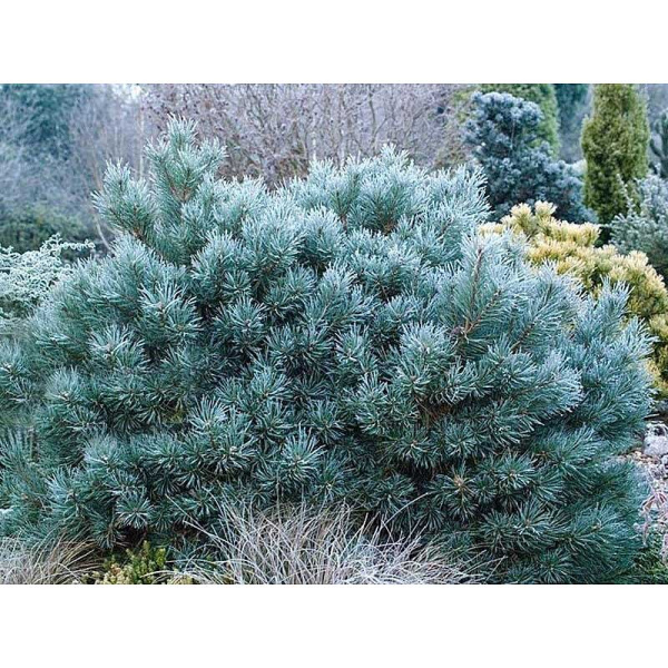 Сосна Обыкновенная Чантри Блю C1.5 шт