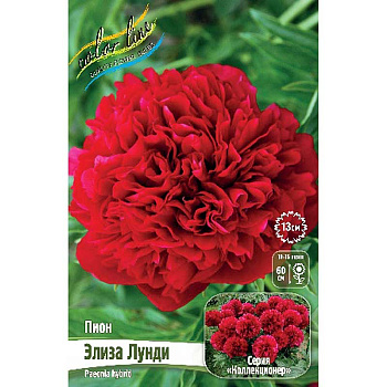 Пион Элиза Лунди 2/3 n 1 шт