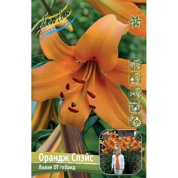 Лилия Орандж Спэйс 12/14 5 шт
