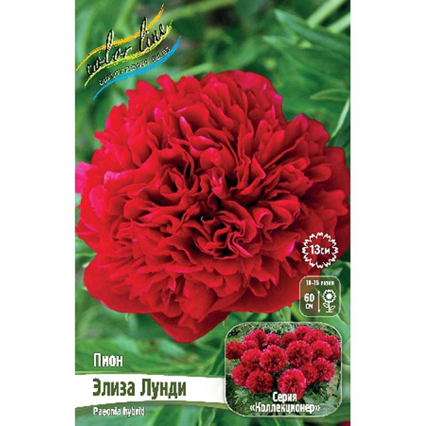 Пион Элиза Лунди 2/3 n 1 шт