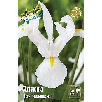 Ирис Голл. Аляска 8/9 10 шт